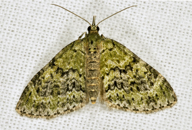 Geometridae - Acasis viretata